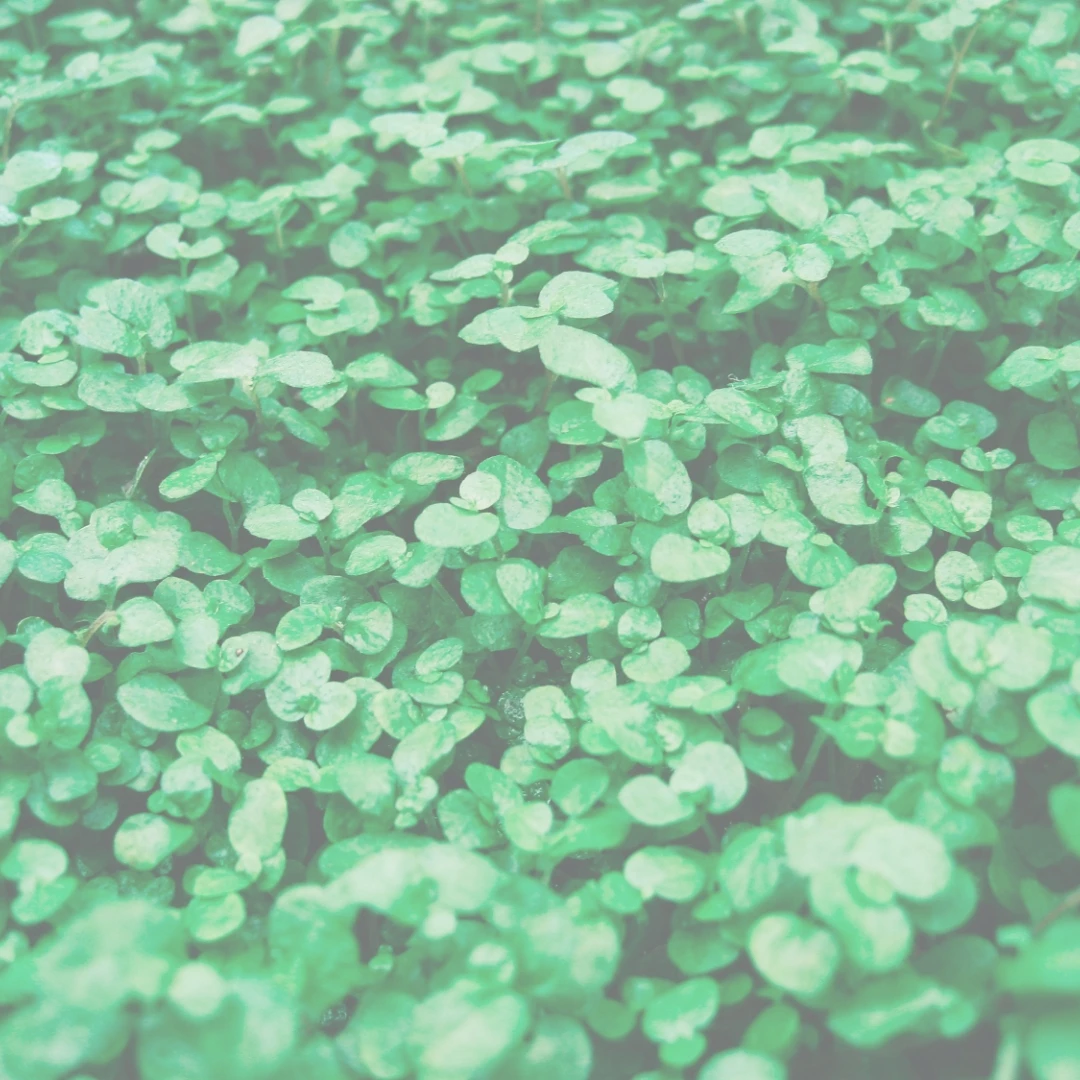 Open by appointment only for St Patrick's